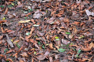 Dry leaves