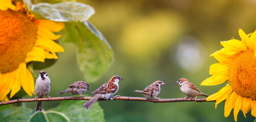 banner with small birds sparrows sitting in the garden on a branch against the background of bright...