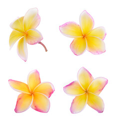 Plumeria flowers isolated on white background