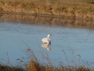 Un cygne dans un marais