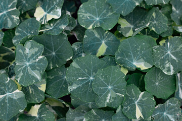 background of green round plant leaves