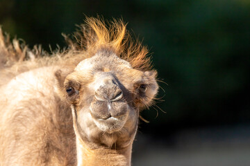 Obraz premium trampeltier