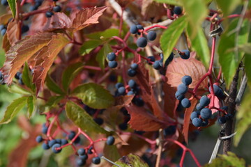 Frutti blu e foglie rosse di vite americana Parthenocissus quinquefolia