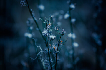 Fototapeta premium dew on the grass