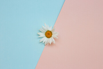 abstract composition with chamomile on a colored background