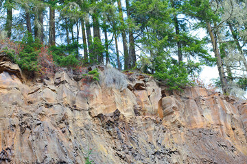 Trees growing at the top of a cliff