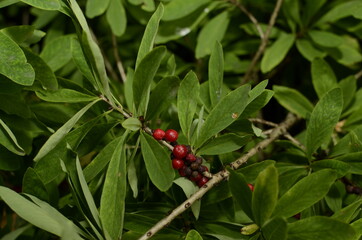 Berries of the wolf's bast plant. Daphne mezereum. Large planks of red poisonous berries.