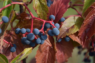 Frutti blu e foglie rosse di vite americana Parthenocissus quinquefolia