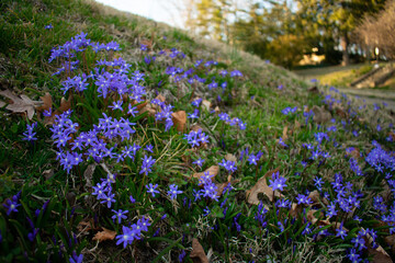 A Patch of Small Blue-Vioet Flowers on a Lawn