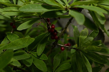 Berries of the wolf's bast plant. Daphne mezereum. Large planks of red poisonous berries.