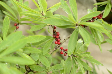 Berries of the wolf's bast plant. Daphne mezereum. Large planks of red poisonous berries.