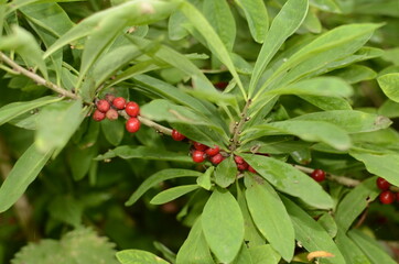 Berries of the wolf's bast plant. Daphne mezereum. Large planks of red poisonous berries.