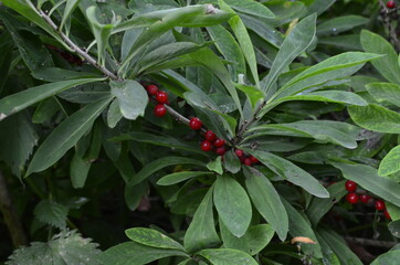 Berries of the wolf's bast plant. Daphne mezereum. Large planks of red poisonous berries.