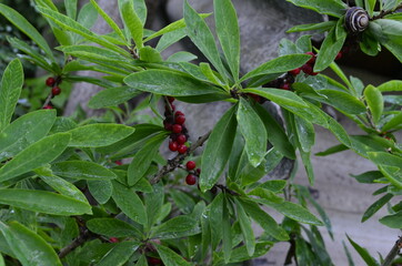 Berries of the wolf's bast plant. Daphne mezereum. Large planks of red poisonous berries.