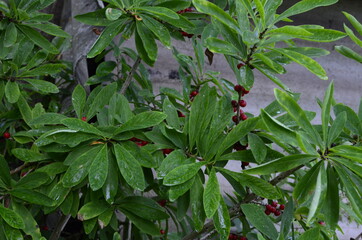 Berries of the wolf's bast plant. Daphne mezereum. Large planks of red poisonous berries.