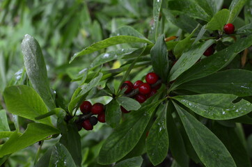 Berries of the wolf's bast plant. Daphne mezereum. Large planks of red poisonous berries.