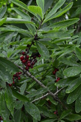 Berries of the wolf's bast plant. Daphne mezereum. Large planks of red poisonous berries.