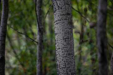 Green greyish tree stems in early autumn forest
