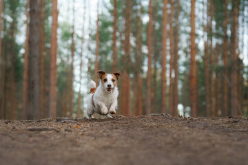 dog runs in a pine forest. little active jack russell in nature