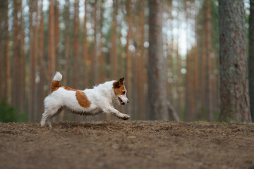 Naklejka na ściany i meble dog runs in a pine forest. little active jack russell in nature