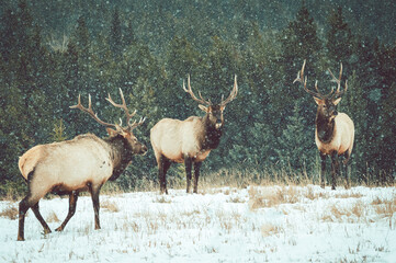 Beautiful shot of moose in the snow
