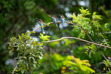 Blue - throated Bee - eater