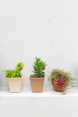 흰 벽 배경 앞에 놓인 작고 귀여운 초록 식물 화분들