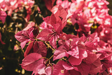 Różowo fioletowe kwiaty, roślina ogrodowa, ładne słoneczne wiosenne tło. - obrazy, fototapety, plakaty