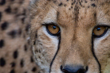Gepard © Marlene