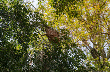 Ant nest on the tree