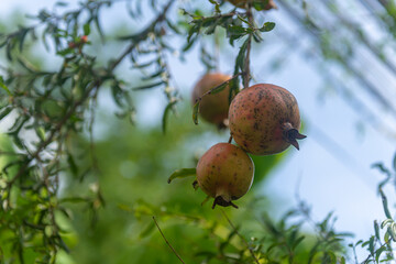 Pomegranate  on the tree