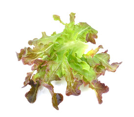 Fototapeta premium lettuce leaves isolated on white background.