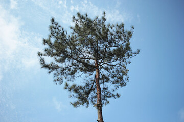 lonely tree against blue sky