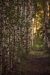 Obraz premium Birch grove in the evening sunset light