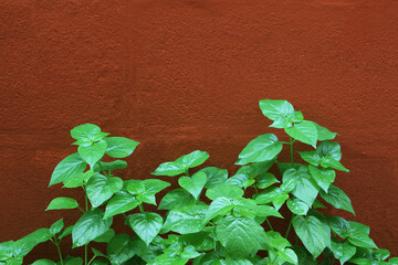 Asystasia gangetica bush on orange brick wall.