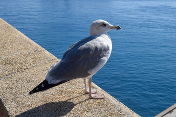 Seagull on seawall over Mediterranean sea