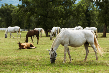 Obraz na płótnie Canvas Lipizzaner horses in Lipica stable, Slovenia