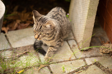 Young cat exploring a garden