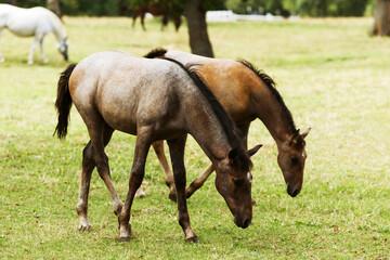 Naklejka na ściany i meble Lipizzaner horses in Lipica stable, Slovenia
