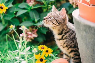 Young cat exploring a garden