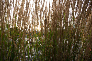 reeds at sunset