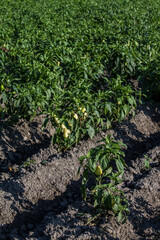 Pepper fruit in a green field