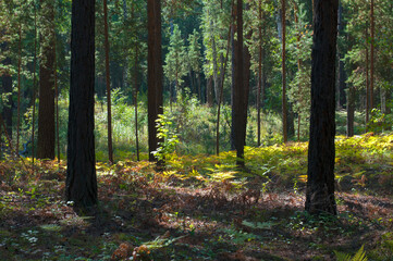 Tree trunks in the autumn forest