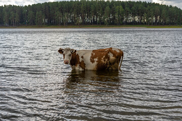 Cow in the lake drink water and bathe during strong heat and drought.