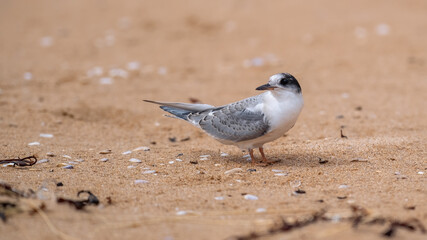 Arctic tern fledgling on a sandy beach in the highlands of Scotland