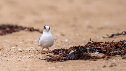 Arctic tern fledgling on a sandy beach in the highlands of Scotland