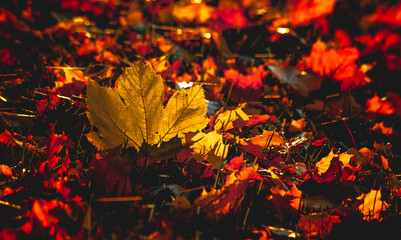 Beautiful autumn coloura in the last warm  days before winter