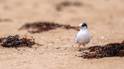 Arctic tern fledgling on a sandy beach in the highlands of Scotland
