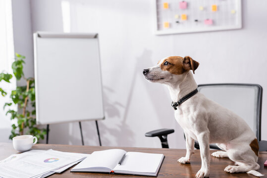 Selective focus of jack russell terrier sitting near notebook and papers on office table