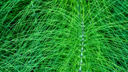 Horsetail in full summer greens in the Highlands of Scotland